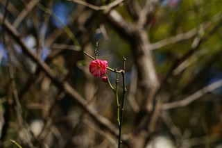 索尼A7C样张：新春梅花盛开