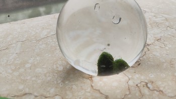 马里莫海藻球微景观生态瓶