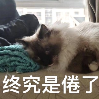 快来看呀，我家小猫咪要成精啦