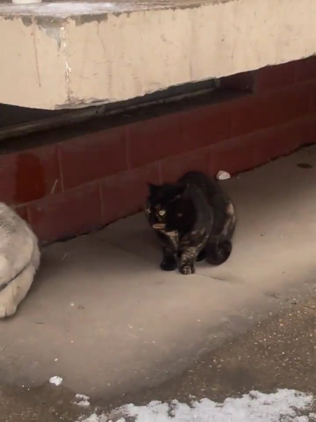 这猫好抽象啊！