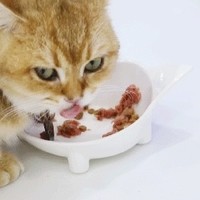猫咪吃饭新体验！不锈钢vs陶瓷猫碗大比拼