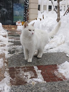 下雪天看看猫吧