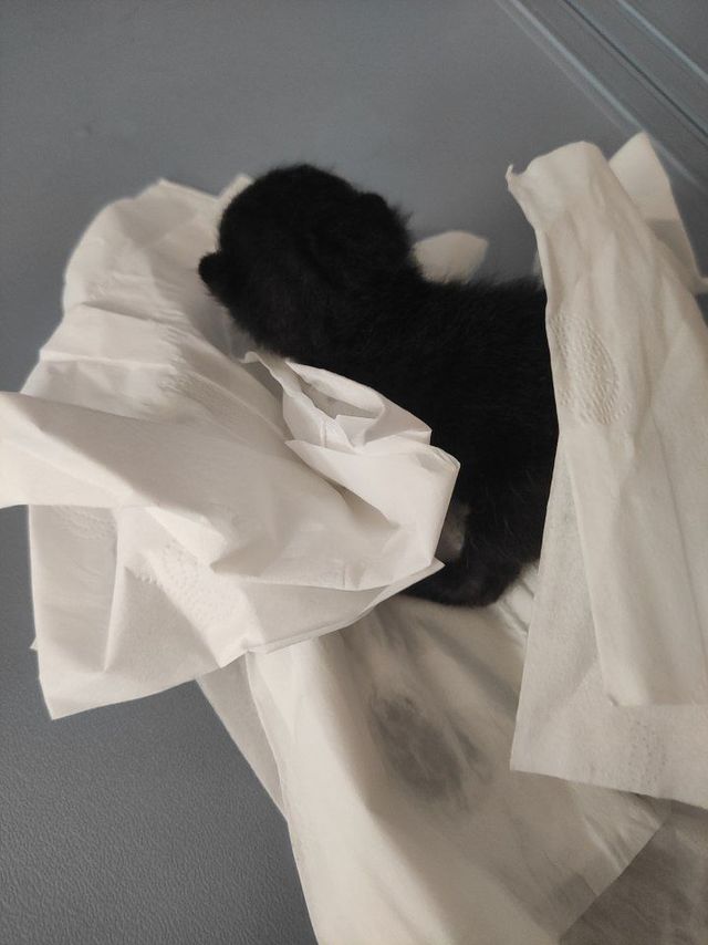 记第一只亲手奶大的小猫咪