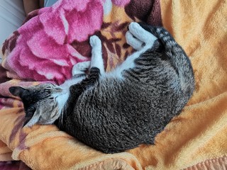 我家狸花猫最爱睡在毛绒绒的毛毯上