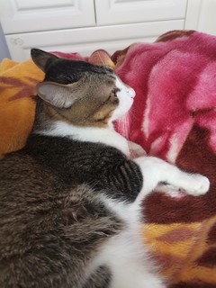 我家狸花猫最爱睡在毛绒绒的毛毯上