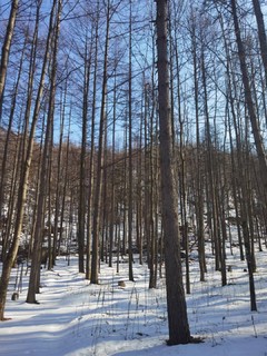 春节遇上情人节，打卡雪后洛阳白云山