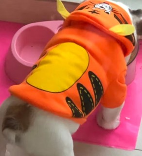 憨憨宠 狗狗衣服 猫衣服宠物衣服变身装猫咪衣服中小型犬幼犬秋冬服装 小舞狮款 S号建议体重2-4斤