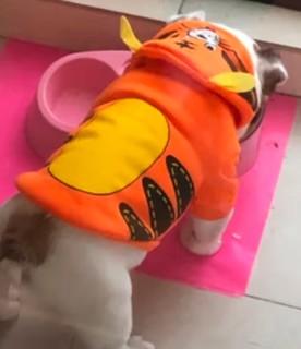 憨憨宠 狗狗衣服 猫衣服宠物衣服变身装猫咪衣服中小型犬幼犬秋冬服装 小舞狮款 S号建议体重2-4斤