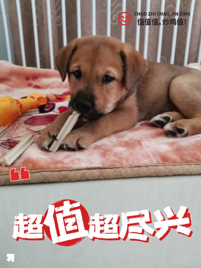 宝路钙奶棒，狗狗的小零食奖励