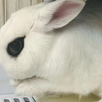 可爱的兔兔