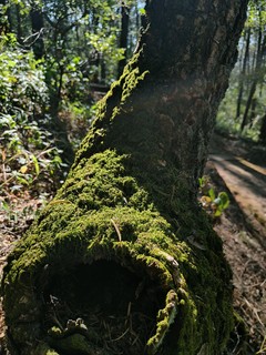 走进大山，这里有我想要的植物和新鲜空气