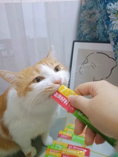 这样的猫条，猫咪吃着健康不挑食