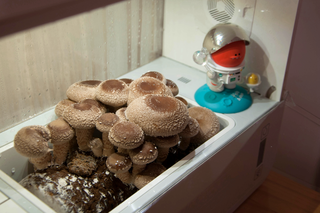 一键自动生长，超级菇菇让吃菇新鲜不重样