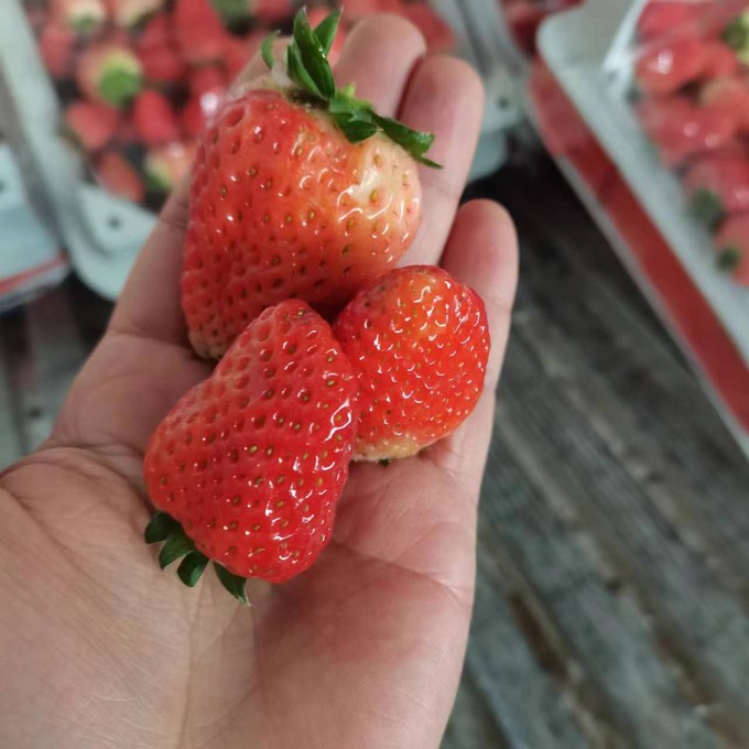 京觅草莓