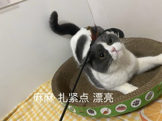 好爱我的小猫咪啊