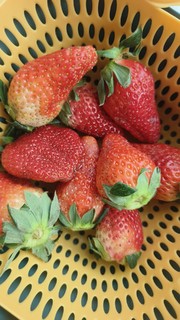 京东非自营购买的草莓4.5斤42元