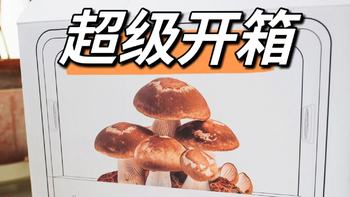 淄博超级菇菇开箱图赏