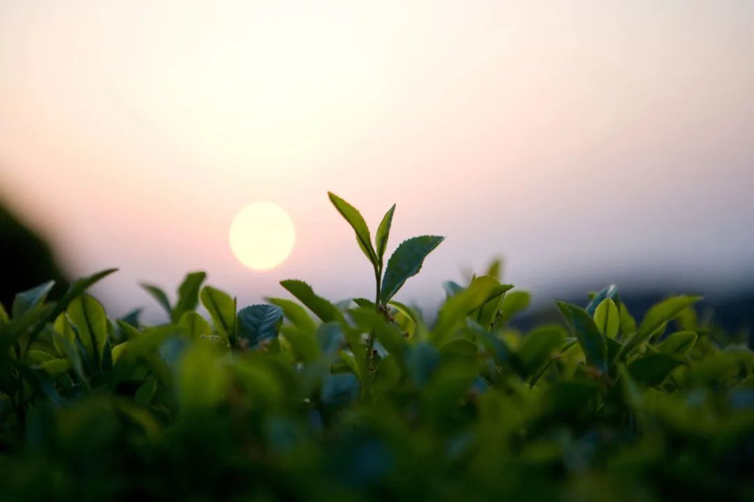 中国春日绿茶地理