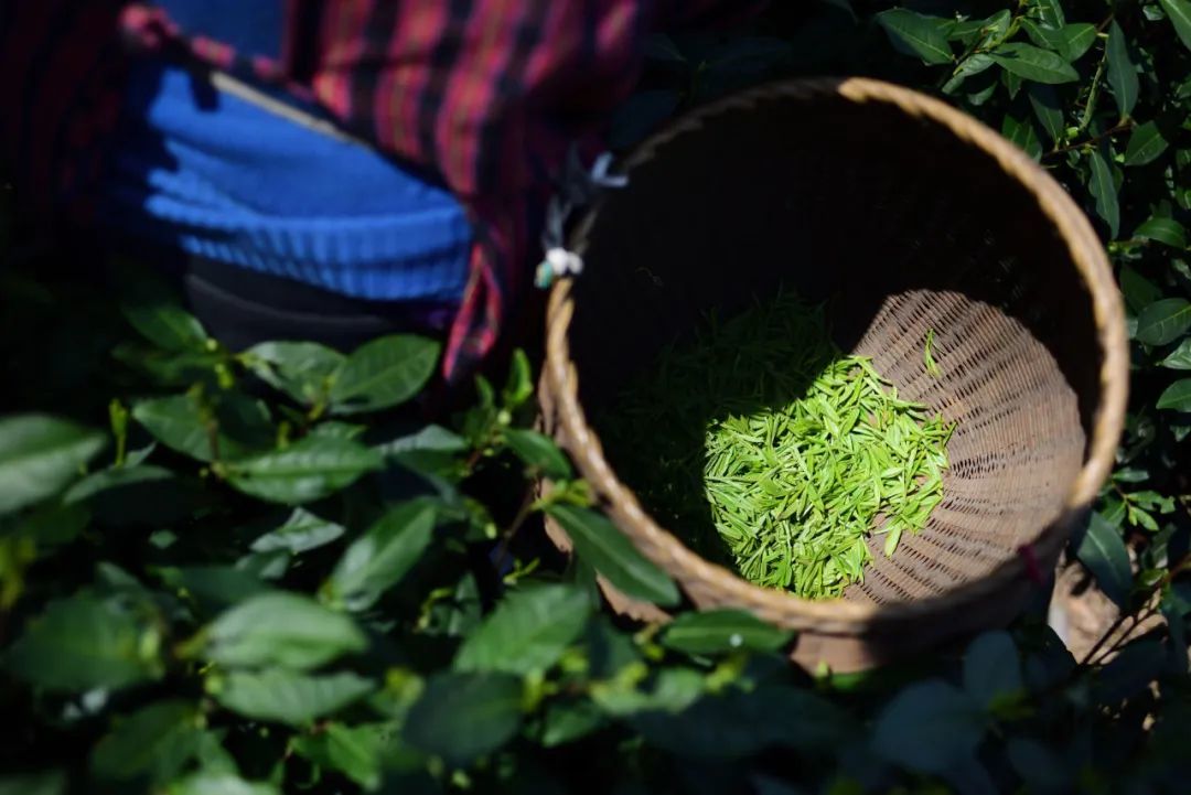 中国春日绿茶地理