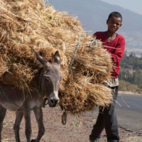 每年590万头驴被做成阿胶，非洲“闭关锁驴”后，阿胶还能撑多久