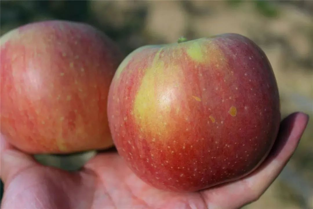 从颜值出众的金帅苹果,到乔纳金,维纳斯,青森等"网红"品种