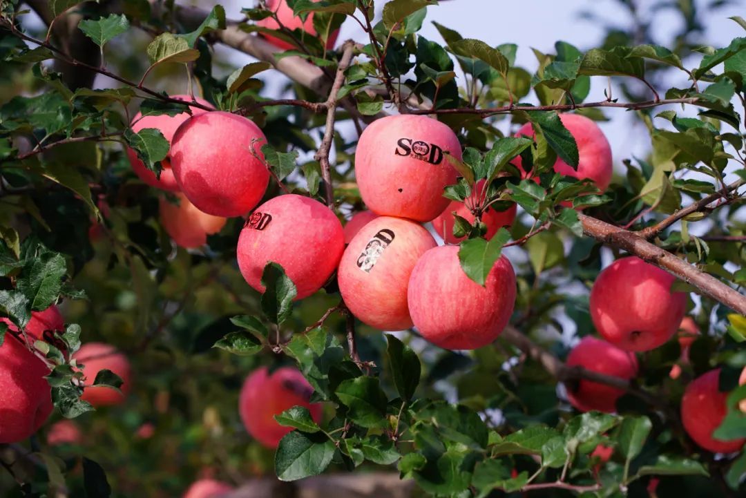 当前位置:>社区首页>食品生鲜>生鲜食品>新鲜水果>苹果>文章详情>1080