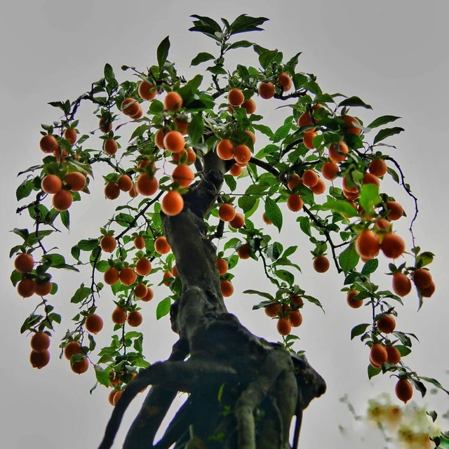 3大值钱盆景：观赏价值经济价值极高，寓意深远，绝对是收藏佳品