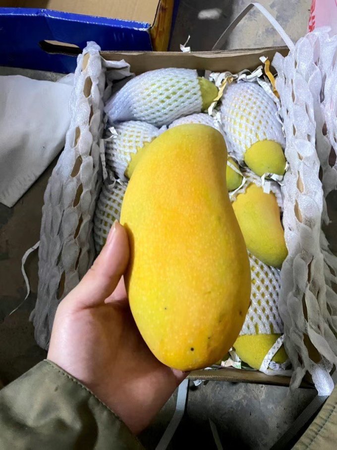 田良季金煌芒水仙海南芒芒果广西纸核果大青新生鲜水果送礼品物盒圣诞