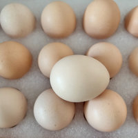 春天营养补给站，一天吃几个鸡蛋最合适？