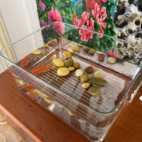 悠梵萌办公室鱼缸加厚透明乌龟缸客厅家用桌面圆形迷你小型金鱼缸