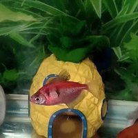 🐟🌿 梦幻水族装饰：鱼缸造景陶罐，打造自然生态鱼缸！