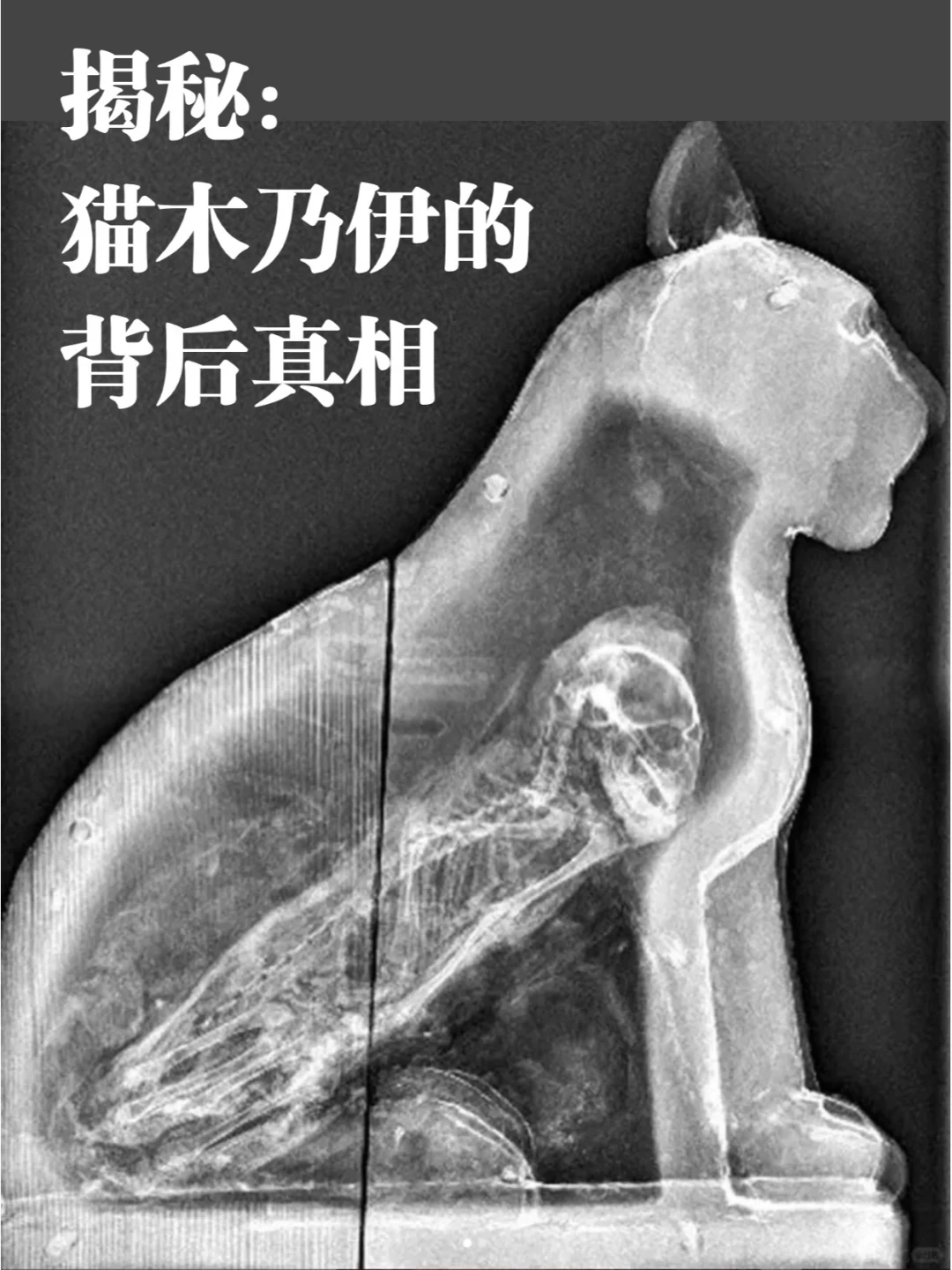 爆哭😭我终于知道了🐱猫木乃伊的背后真相😱_什么值得买