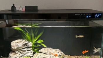 水族好物推荐：米家智能生态鱼缸，半年免换水的养鱼神器