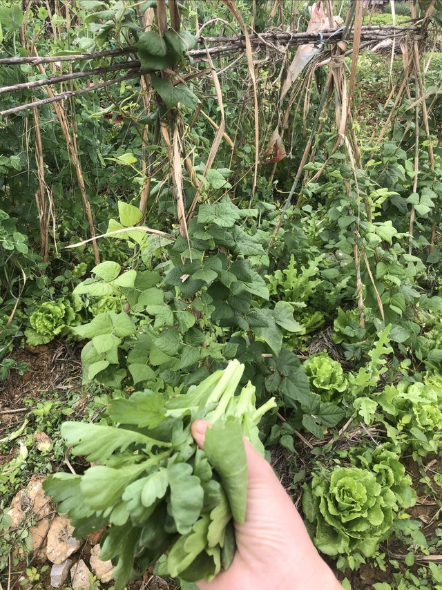 小时候最讨厌的生活，现在却成为最向往的生活！