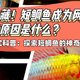 究竟是什么让短鲷鱼成为朋友们的热门话题?