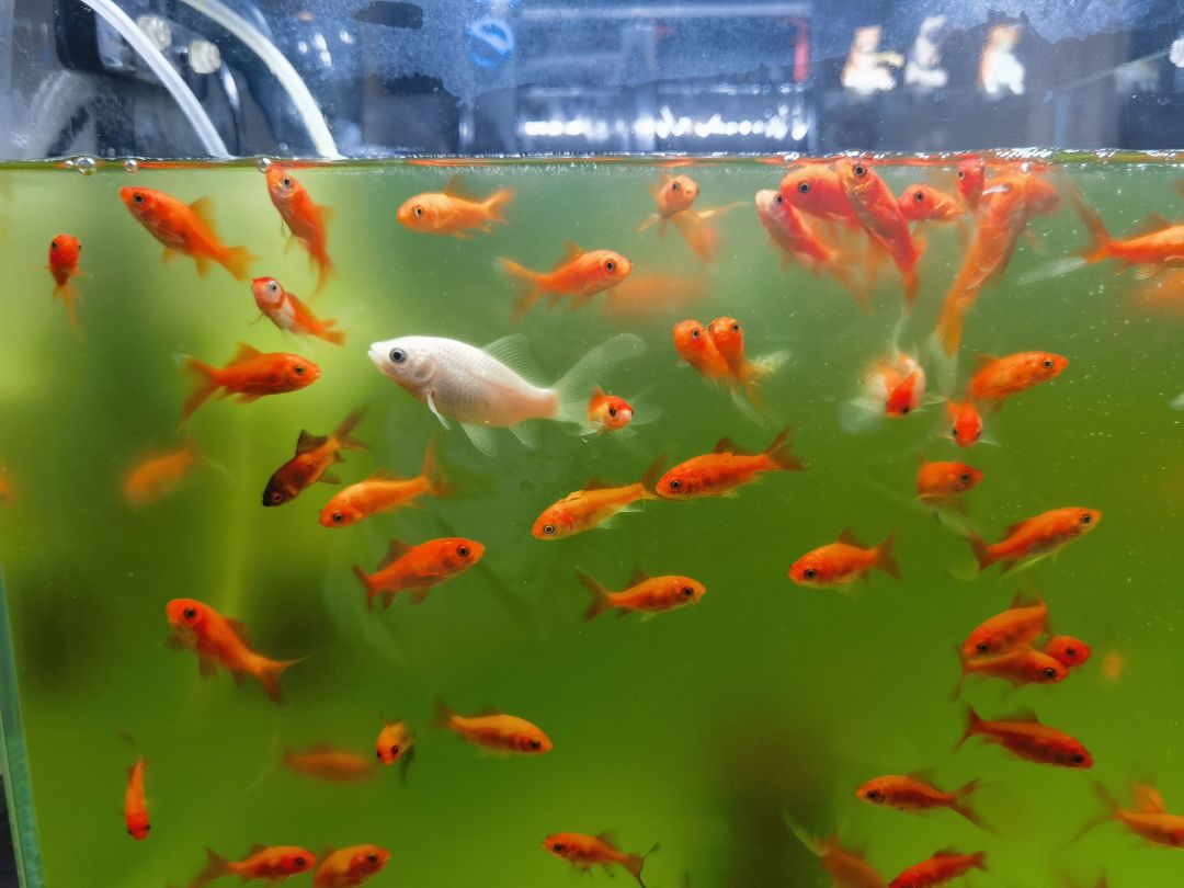 9.9元的100条草金鱼,养了4个月,水绿了怎么,怎么办?