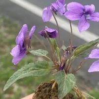 路边野草“紫花地丁”，回家栽到花盆里，秒变别人“买不起”的样子