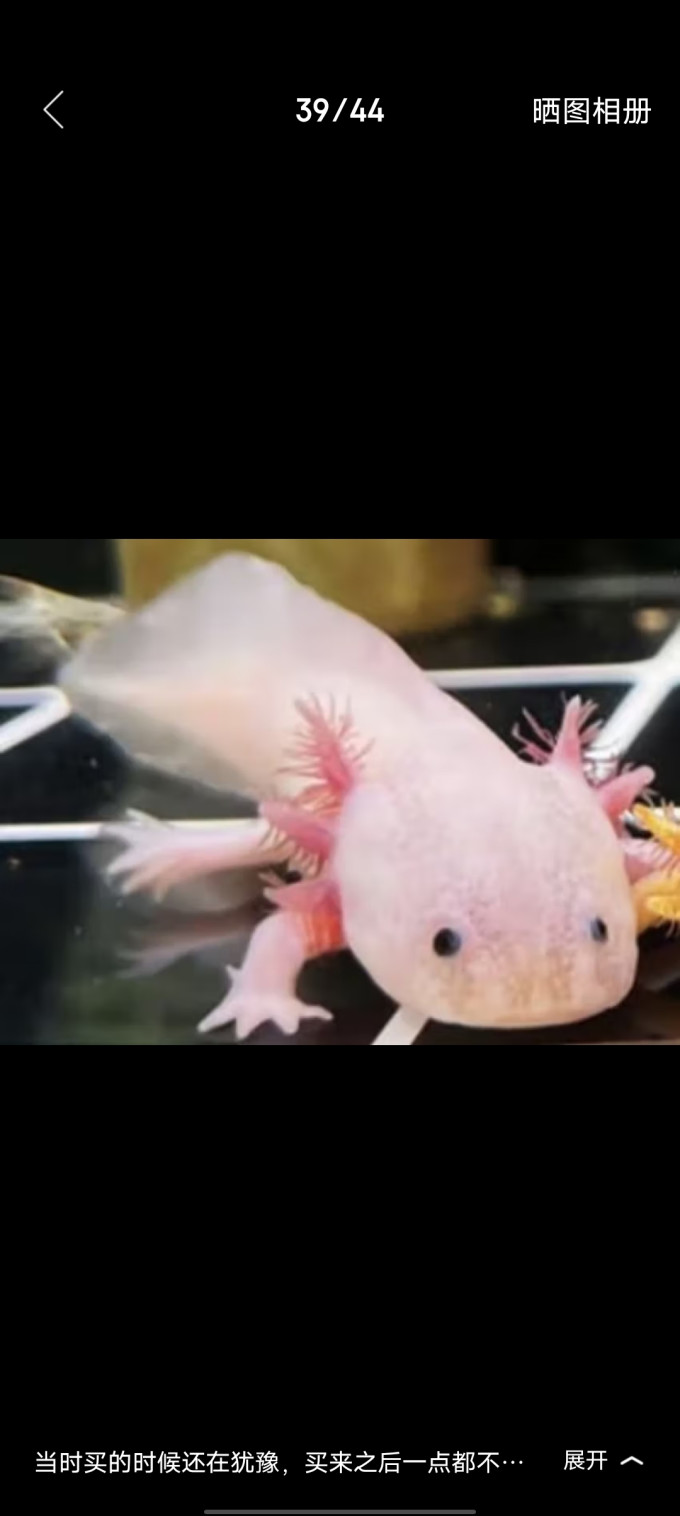 泽驭名宠包活六角恐龙鱼6角蝾螈养不死无需打氧好养耐活冷水鱼观赏鱼