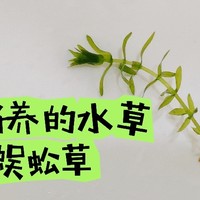 说说鱼缸里面最好养的蜈蚣草