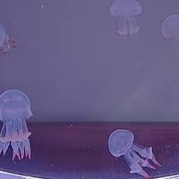 月光水母是一种美丽而神秘的水生小宠物