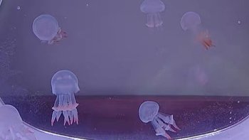 月光水母是一种美丽而神秘的水生小宠物