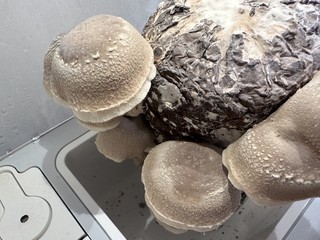 智能家电 篇五：超级菇菇生态箱，一键启动，种出满满健康与美味！