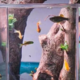  探索沃韦朗负压鱼缸：创新设计的生态奇迹　