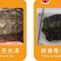 乌龟龟壳暗淡无光，挑食，变瘦，这可能都是乌龟饲料出了问题。
