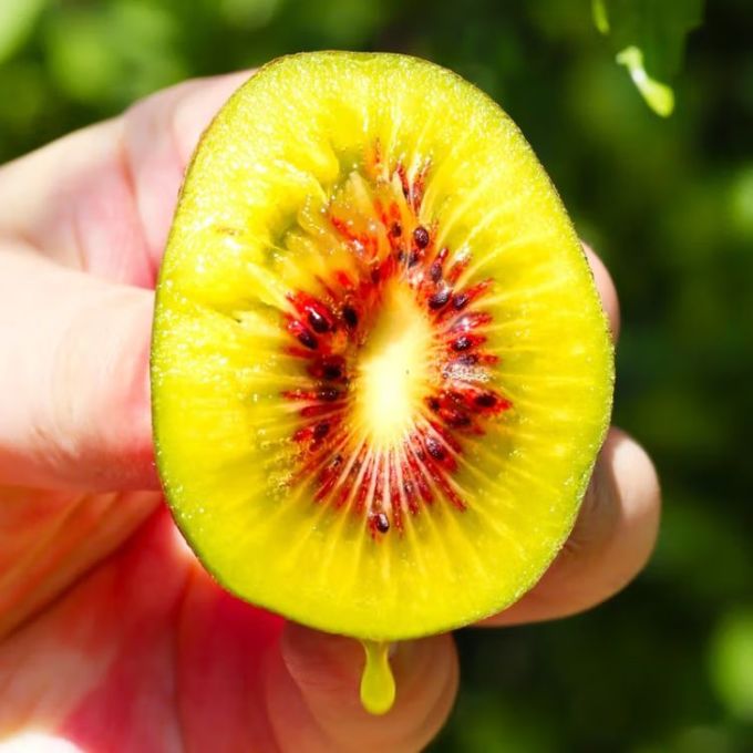 京鲜生新鲜水果怎么样 京鲜生"红心猕猴桃,尝鲜必备!_什么值得买