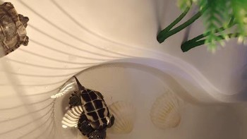 乌龟缸家用造景：创意与实用并存的新款亚克力龟缸