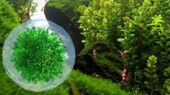 解决鱼缸水藻问题的利器——备能 鱼缸除藻剂
