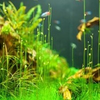 汉洋 迷你牛毛草种子：打造水族养鱼新景