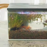 宠小到大智能鱼缸：打造你的家居生态乐园！