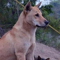 真香定律！很多人养田园犬的原因，看完就懂了